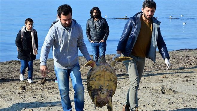 Çanakkale´de Sahile Ölü Caretta Caretta Bulundu