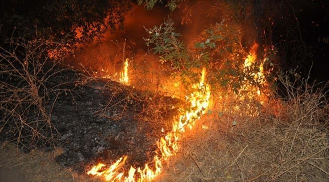 Zeytinlik Alanda Yangın Çıktı