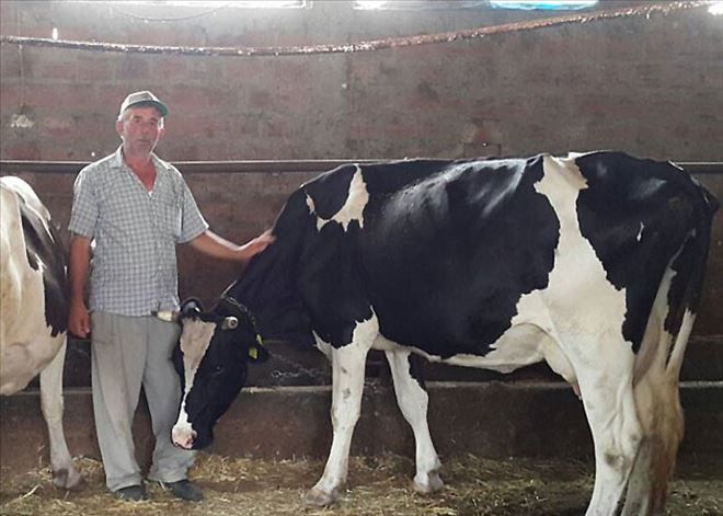 Çanakkale´de 154 Aileye 2 Milyon TL Süt Sığırcılığı Kredisi