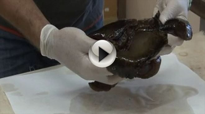 Çanakkale Boğazı´nda Deniz Tavşanı Karaya Vurdu! "Çanakkale Boğazı´nda Bu Türü ilk Kez Görüyoruz"