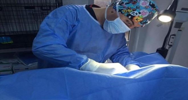 Biga´da Kediye Başarılı Ameliyat