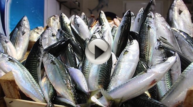 Çanakkale´de Balık Fiyatları El Yakıyor