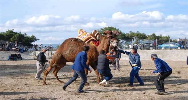 Bayramiç´te Havut Giydirme Töreni Yapıldı