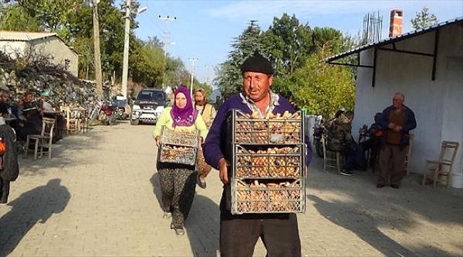 Köylülerin Gelir Kapısı; "Çam Melkisi..."