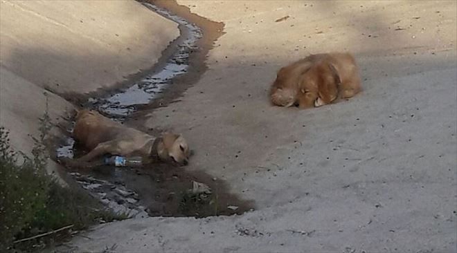 Köpek ölen arkadaşının başında nöbet tuttu
