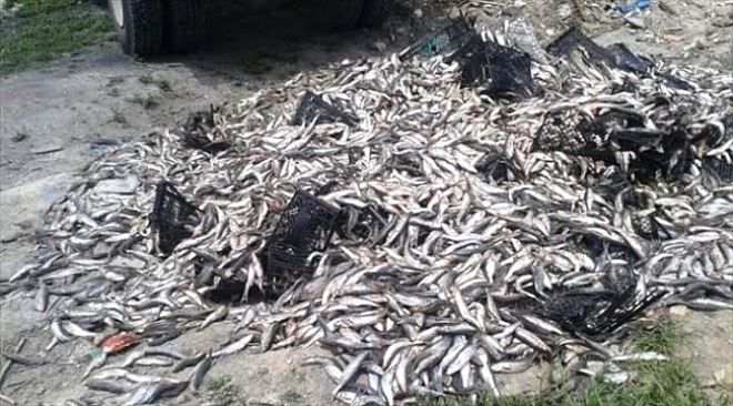 Çanakkale´de Kaçak Balık Avcılığı Yapanlara 2500 Lira Ceza Kesidi!
