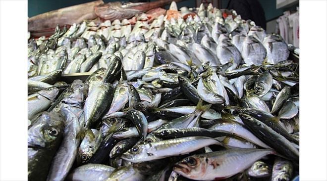 Av Sezonu Kapandı, Balık El Yakıyor