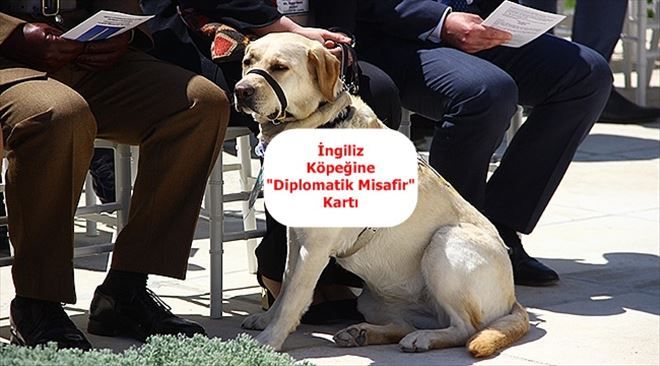 İngiliz Köpeğine "Diplomatik Misafir" Kartı