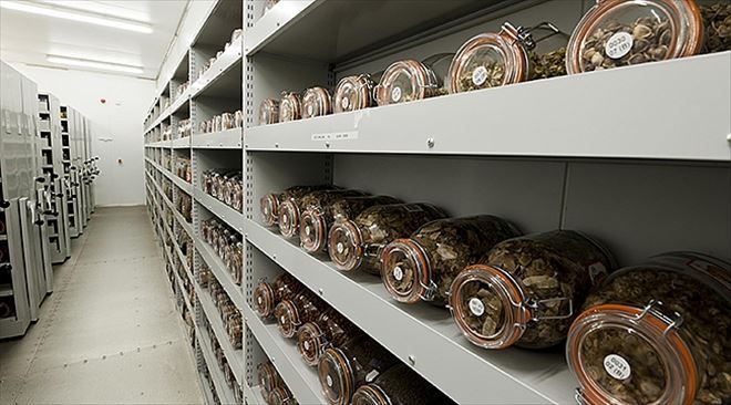 İÇDAŞ Çanakkale´de Tohum Bankası kuruyor