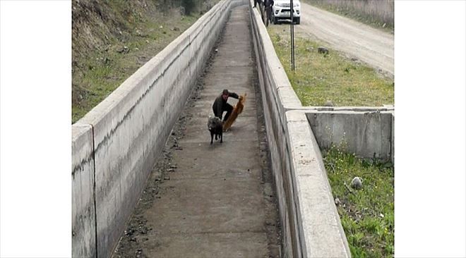 Hızlı Domuz Görevlileri Perişan Etti