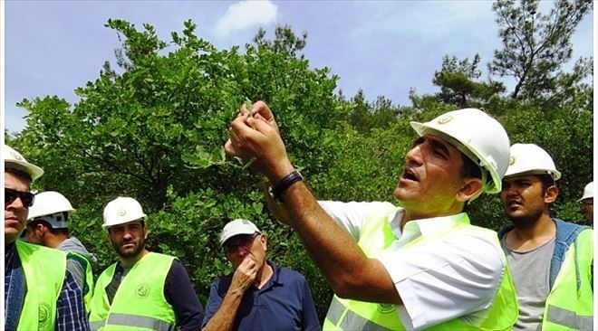 Meşe Türlerinin Tespiti Ve Planlanması Eğitimi