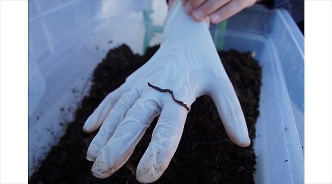 Ortaokul Öğrencileri Kaliforniya Solucanı Yetiştirdi