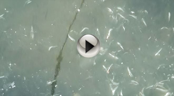 Sarıçay´da Balıkların Esrarengiz Ölümü