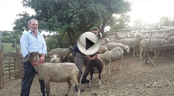 Biga´da Çalınan Hayvanlar Otlatılırken Bulundu...