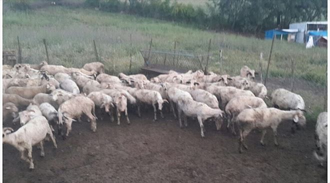 Ayvacık´tan Çalınan Koyunlar Balıkesir´de Bulundu