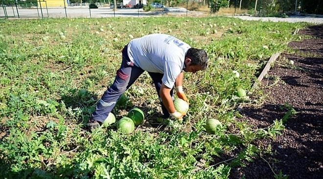 Tohum Sandığında İlk Hasat Yapıldı