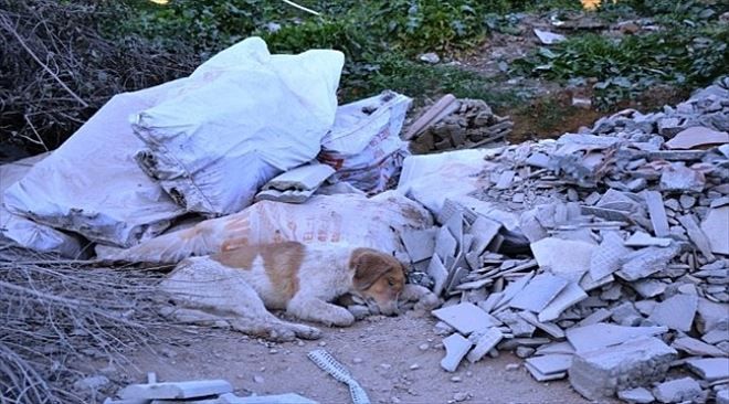 Çöplükte Ölü Köpekler Bulundu