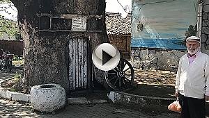 900 Yıllık Dev Çınar Koruma Altına Alınıyor