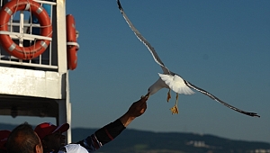 Çanakkale'nin İnsan Dostu Martıları