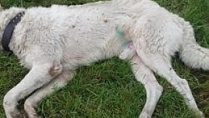 Çan'daki Vahşete Halk Tepkili!