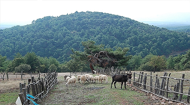 Çanakkale'de Koç, Sahibini Öldürdü!