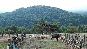 Çanakkale'de Koç, Sahibini Öldürdü!