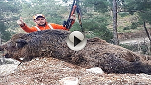 Avcı Vurduğu Domuzun Saldırısına Uğradı!