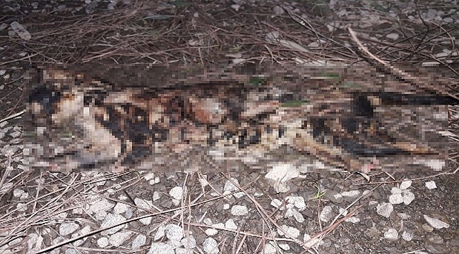 Kedinin Ayaklarını Kesip, Yaktılar!