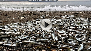Sahilde Binlerce Balık Karaya Vurdu