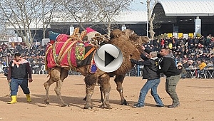 Biga'da Deve Güreşleri Nefes Kesti