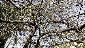 Erik Ağaçları Çiçek Açmaya Başladı