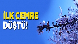 İlk Cemre Düştü
