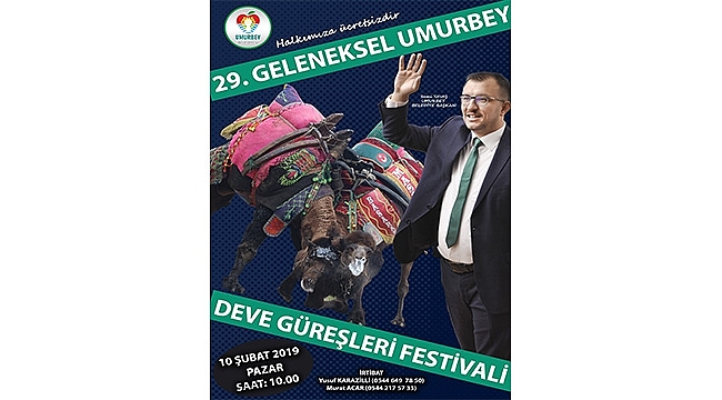 Umurbey 29. Geleneksel Deve Güreşleri Festivaline Hazırlanıyor