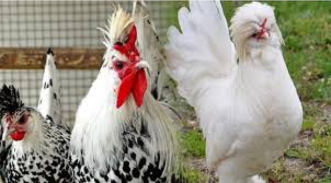 Süs Tavukları Görsel Etkinliği ve Satış Mezadına Sayılı Günler Kaldı