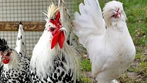 Süs Tavukları Görsel Etkinliği ve Satış Mezadına Sayılı Günler Kaldı