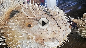 Kıyılarımızda Balon Balığı Tehlikesi Var