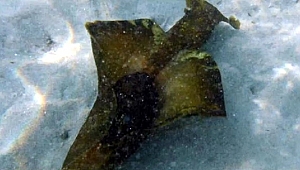 Çanakkale Boğazı'nda Deniz Tavşanı Görüntülendi