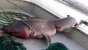 Ağa Takılanı Görünce Şaşırıp Kaldılar