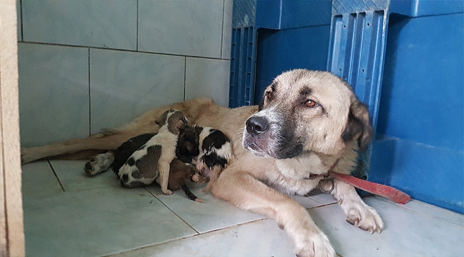 YAVRU KÖPEKLER SÜTANNELERİNE KAVUŞTU