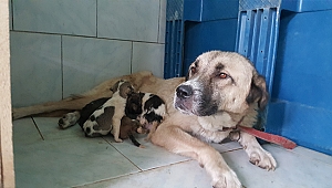 YAVRU KÖPEKLER SÜTANNELERİNE KAVUŞTU