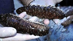 Kaçakçılara Şok Operasyon