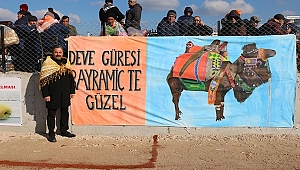 BAYRAMİÇ BELEDİYESİ'NDEN UNUTULMAZ DEVE GÜREŞİ FESTİVALİ