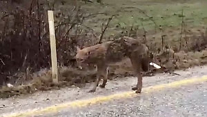 HAVADAN KUDUZ AŞILAMASI YAPILACAK