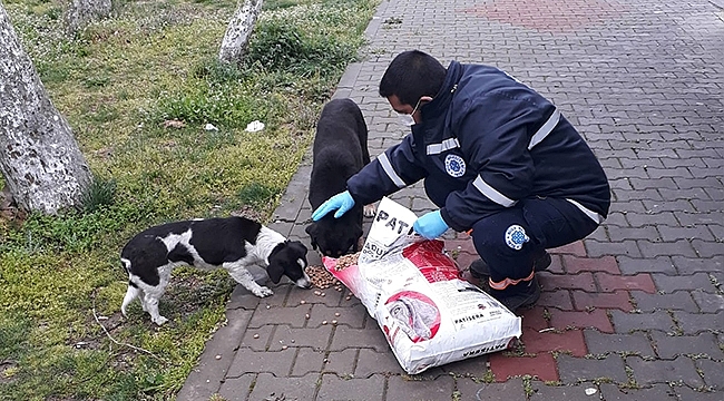 BİGA BELEDİYESİ SOKAK HAYVANLARINI UNUTMUYOR