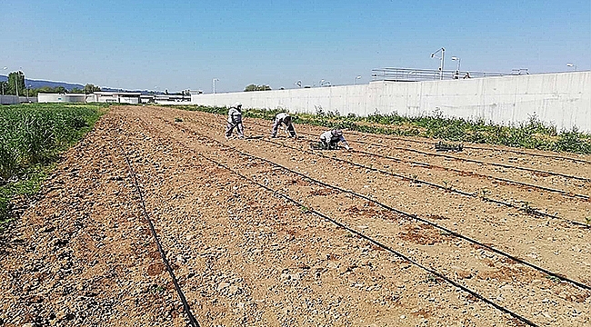 TOHUM SANDIĞI'NDA PEMBE DOMATES BEREKETİ