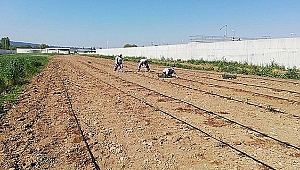 TOHUM SANDIĞI'NDA PEMBE DOMATES BEREKETİ