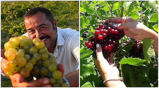 'BOZCAADA ÇAVUŞ ÜZÜMÜ' OLARAK TESCİLLENDİ