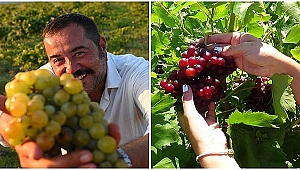 'BOZCAADA ÇAVUŞ ÜZÜMÜ' OLARAK TESCİLLENDİ