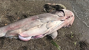 ÇANAKKALE'DE KÖPEK BALIĞI KIYIYA VURDU!