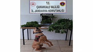 LAPSEKİ'DE 933 KÖK KENEVİR ELE GEÇİRİLDİ!